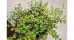 Macierzanka cytrynowa ‘Aurea’ (Thymus citriodorus) - zestaw 10 sztuk